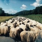 Kurban Bayramı İçin Dijital Pazarlama Fikirleri: Adak ve Kurban Satış Siteleri Nasıl Öne Çıkar?