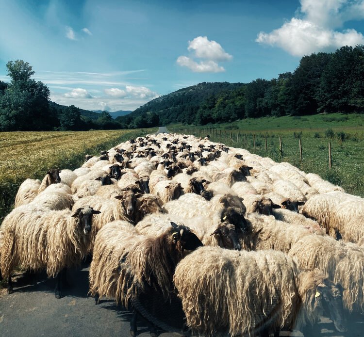 Kurban Bayramı İçin Dijital Pazarlama Fikirleri: Adak ve Kurban Satış Siteleri Nasıl Öne Çıkar?