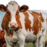 Hayvancılıkta Doğru Bakım ve Beslenme Neden Kaliteli Kurbanlık İçin Önemlidir?