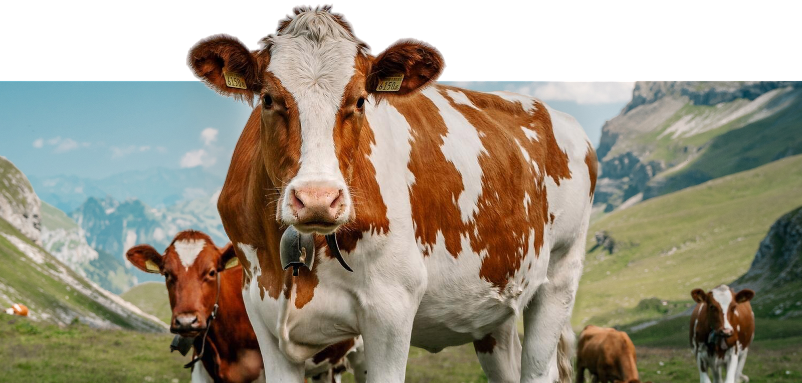 Hayvancılıkta Doğru Bakım ve Beslenme Neden Kaliteli Kurbanlık İçin Önemlidir?