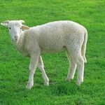 Büyükbaş mı Küçükbaş mı? Kurbanlık Tercihinde Karar Vermeyi Kolaylaştıran İpuçları