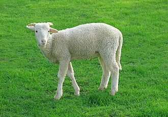 Büyükbaş mı Küçükbaş mı? Kurbanlık Tercihinde Karar Vermeyi Kolaylaştıran İpuçları