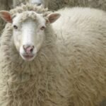 Adak Kurbanı Nedir? Adaklık Hayvan Seçiminde Bilinmesi Gerekenler