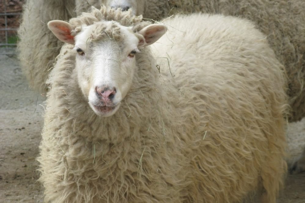 Adak Kurbanı Nedir? Adaklık Hayvan Seçiminde Bilinmesi Gerekenler